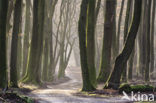 Beech (Fagus sylvatica)