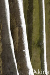 Beech (Fagus sylvatica)