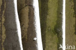 Beech (Fagus sylvatica)