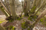 Beuk (Fagus sylvatica)