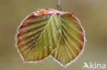 Beuk (Fagus spec.)