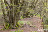 Beuk (Fagus sylvatica)