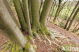 Beuk (Fagus sylvatica)