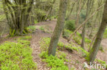 Beuk (Fagus sylvatica)