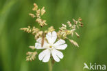 Blaassilene (Silene vulgaris)