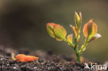 Blauwe bosbes (Vaccinium myrtillus)