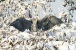 Blauwe Reiger (Ardea cinerea)