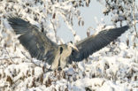 Grey Heron (Ardea cinerea)