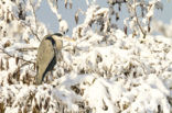 Grey Heron (Ardea cinerea)