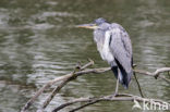 Blauwe Reiger (Ardea cinerea)