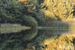 Blauwe Reiger (Ardea cinerea monicae)