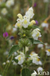 Bleekgele hennepnetel (Galeopsis segetum) 