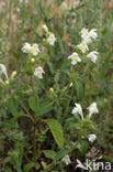 Bleekgele hennepnetel (Galeopsis segetum) 