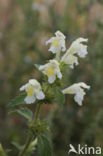 Bleekgele hennepnetel (Galeopsis segetum) 