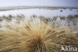 Bochtige smele (Deschampsia flexuosa)