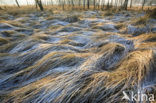 Wavy Hair-grass (Deschampsia flexuosa)