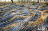 Bochtige smele (Deschampsia flexuosa)