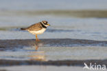 Bontbekplevier (Charadrius hiaticula)