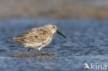 Bonte Strandloper (Calidris alpina)