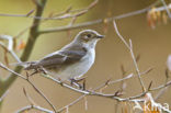 Bonte Vliegenvanger (Ficedula hypoleuca)