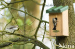 European Pied Flycatcher (Ficedula hypoleuca)