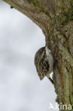 Short-toed Tree Creeper (Certhia brachydactyla)