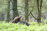Pine Marten (Martes martes)