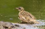 Tree Pipit (Anthus trivialis)