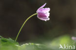 Bosanemoon (Anemone nemorosa)