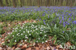 Wood Anemone (Anemone nemorosa)