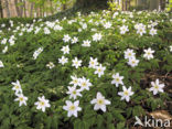 Bosanemoon (Anemone nemorosa)