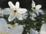 Bosanemoon (Anemone nemorosa)