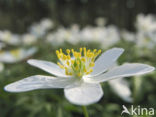 Wood Anemone (Anemone nemorosa)