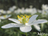 Bosanemoon (Anemone nemorosa)