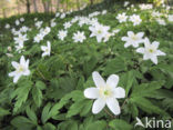 Bosanemoon (Anemone nemorosa)