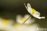 Wood Anemone (Anemone nemorosa)