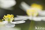 Wood Anemone (Anemone nemorosa)