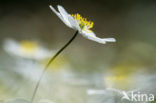 Wood Anemone (Anemone nemorosa)