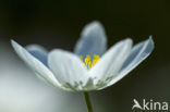 Wood Anemone (Anemone nemorosa)