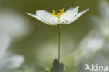 Wood Anemone (Anemone nemorosa)