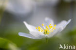 Bosanemoon (Anemone nemorosa)