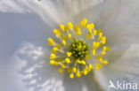 Bosanemoon (Anemone nemorosa)