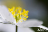 Bosanemoon (Anemone nemorosa)