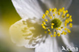 Bosanemoon (Anemone nemorosa)