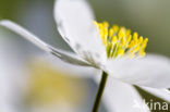 Bosanemoon (Anemone nemorosa)