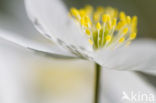 Bosanemoon (Anemone nemorosa)