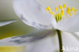 Bosanemoon (Anemone nemorosa)