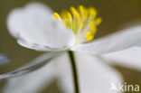 Bosanemoon (Anemone nemorosa)