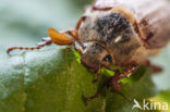 Forest Cockchafer (Melolontha hippocastani)