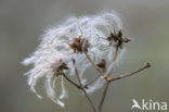 Bosrank (Clematis vitalba)